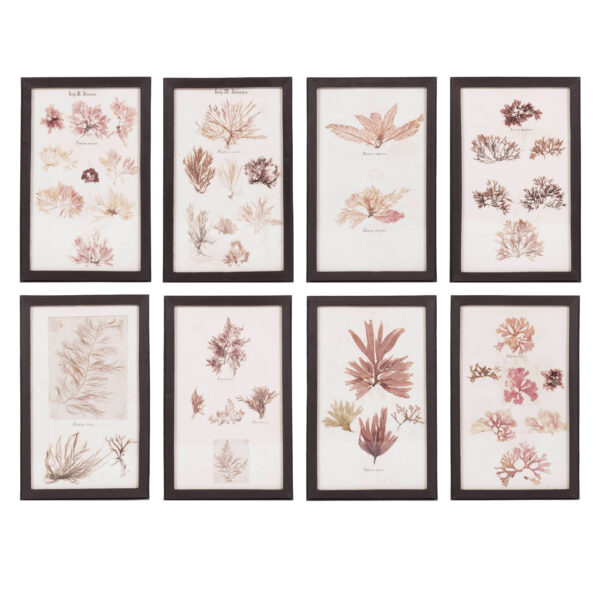 Set of Eight Framed Vintage Coral Specimen Collections